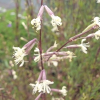 Silene tatarica